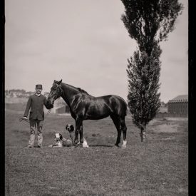Horse and Hounds at the Ready: A handler steadies the hunter’s mount as the gun dogs await command.